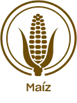 maiz